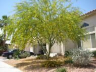 – Acacia farnesiana – Sweet Acacia – Huisache – Cassie – Aroma Acacia – West Indian Blackthorn – Vachellia farnesianaمن أسمائها المتداولة: طلح الفتنة – الطلح الشائك – السنط الفتنة – السنط العطري – السنط الأصفر