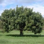 – Carob – Carob Tree – St. John's Breadمن أسمائها المتداولة: الخروب – شجرة الخروب