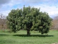 – Carob – Carob Tree – St. John's Breadمن أسمائها المتداولة: الخروب – شجرة الخروب
