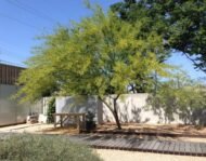 – Acacia farnesiana – Sweet Acacia – Huisache – Cassie – Aroma Acacia – West Indian Blackthorn – Vachellia farnesianaمن أسمائها المتداولة: طلح الفتنة – الطلح الشائك – السنط الفتنة – السنط العطري – السنط الأصفر