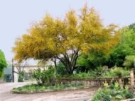 – Acacia farnesiana – Sweet Acacia – Huisache – Cassie – Aroma Acacia – West Indian Blackthorn – Vachellia farnesianaمن أسمائها المتداولة: طلح الفتنة – الطلح الشائك – السنط الفتنة – السنط العطري – السنط الأصفر