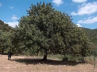 – Carob – Carob Tree – St. John's Breadمن أسمائها المتداولة: الخروب – شجرة الخروب