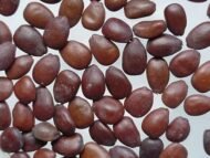 – Carob – Carob Tree – St. John's Breadمن أسمائها المتداولة: الخروب – شجرة الخروب