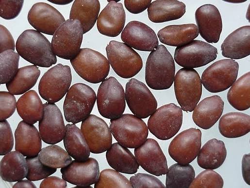 – Carob – Carob Tree – St. John's Breadمن أسمائها المتداولة: الخروب – شجرة الخروب