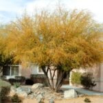 – Acacia farnesiana – Sweet Acacia – Huisache – Cassie – Aroma Acacia – West Indian Blackthorn – Vachellia farnesianaمن أسمائها المتداولة: طلح الفتنة – الطلح الشائك – السنط الفتنة – السنط العطري – السنط الأصفر