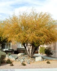 – Acacia farnesiana – Sweet Acacia – Huisache – Cassie – Aroma Acacia – West Indian Blackthorn – Vachellia farnesianaمن أسمائها المتداولة: طلح الفتنة – الطلح الشائك – السنط الفتنة – السنط العطري – السنط الأصفر