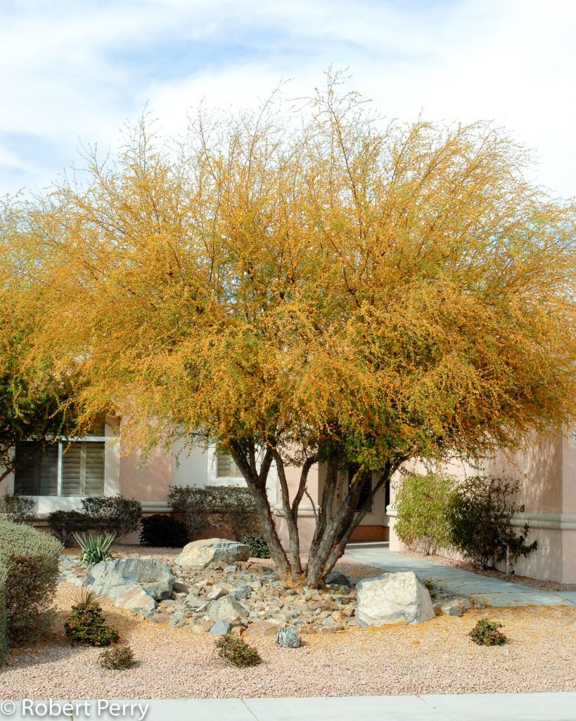 – Acacia farnesiana – Sweet Acacia – Huisache – Cassie – Aroma Acacia – West Indian Blackthorn – Vachellia farnesianaمن أسمائها المتداولة: طلح الفتنة – الطلح الشائك – السنط الفتنة – السنط العطري – السنط الأصفر