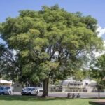– Siris Tree – Woman’s Tongue Tree – East Indian Walnut – Lebbek Tree – Albizia lebbeckمن أسمائها المتداولة: لبخ ذقن الباشا – اللبخ – لبخ هندي – شجرة اللسان