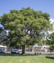 – Siris Tree – Woman’s Tongue Tree – East Indian Walnut – Lebbek Tree – Albizia lebbeckمن أسمائها المتداولة: لبخ ذقن الباشا – اللبخ – لبخ هندي – شجرة اللسان
