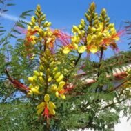 – Yellow Caesalpinia – Bird of Paradise Bush – Yellow Bird of Paradise – Poinciana gilliesii – Caesalpinia gilliesiiمن أسمائها المتداولة : سيسلبينا أصفر – سيسلبينا صفراء – شجرة طائر الجنة – شجيرة طائر الجنة – زهرة الطاووس الأصفر