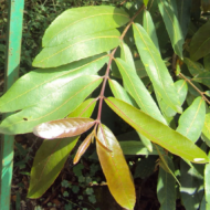– Arjuna Tree – Arjun Tree – Arjun – Terminalia arjuna -من أسمائها المتداولة : الأرجون – شجرة الأرجون – أرجونا – أرژن