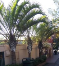 ⁦🌿بذور  نخيل المثلثه – Dypsis decaryi⁩ - الصورة ⁦4⁩