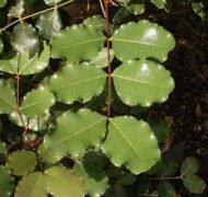 – Carob – Carob Tree – St. John's Breadمن أسمائها المتداولة: الخروب – شجرة الخروب