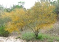 – Acacia farnesiana – Sweet Acacia – Huisache – Cassie – Aroma Acacia – West Indian Blackthorn – Vachellia farnesianaمن أسمائها المتداولة: طلح الفتنة – الطلح الشائك – السنط الفتنة – السنط العطري – السنط الأصفر