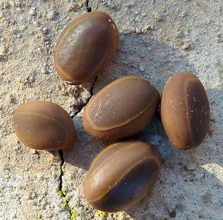 – Acacia farnesiana – Sweet Acacia – Huisache – Cassie – Aroma Acacia – West Indian Blackthorn – Vachellia farnesianaمن أسمائها المتداولة: طلح الفتنة – الطلح الشائك – السنط الفتنة – السنط العطري – السنط الأصفر