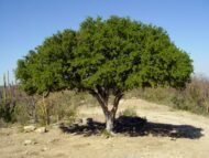 – Carob – Carob Tree – St. John's Breadمن أسمائها المتداولة: الخروب – شجرة الخروب