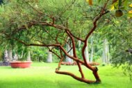 – Red Acacia – Shittim Tree – Shittim Wood – Red Thorn Acacia – Acacia seyalمن أسمائها المتداولة: طلح السيال – السنط السيال – السيال – السنط الأحمر – سيال