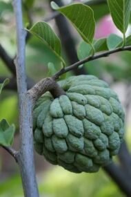 – Sugar Apple – Sweetsop – Custard Appleمن أسمائها المتداولة: القشطة – القشطة السكرية – القشطة البلدي