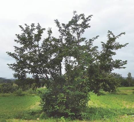 الاسم العلمي: Annona squamosa L. – Sugar Apple – Sweetsop – Custard Appleمن أسمائها المتداولة: القشطة – القشطة السكرية – القشطة البلدي 🌡️ تحمل الحرارة: ☀️ عالٍ – مناسب للمناخات الحارة، مع أفضل نمو تقريبًا عند 20–30°م 🧂 تحمل الملوحة: 🧂 منخفض – لا تتحمل الملوحة العالية لفترات طويلة ☀️ احتياج الشمس: شمس كاملة 💧 الري: متوسط ومنتظم – تتحمل الجفاف لفترات محدودة بعد استقرارها 📏 الارتفاع المتوقع: 3 – 8 م تقريبًا 📐 انتشار النبات: 3 – 5 م تقريبًا ⚡ سرعة النمو: متوسطة إلى سريعة 🌱 صعوبة الإنبات: سهلة إلى متوسطة 🌳 شجرة فاكهة صغيرة إلى متوسطة الحجم، شبه متساقطة الأوراق في بعض الظروف تُعد القشطة – Annona squamosa من أشهر أشجار الفاكهة الاستوائية وشبه الاستوائية، وتتميز بحجمها المناسب للحدائق والمزارع المنزلية، وأوراقها الخضراء، وثمارها المميزة ذات القشرة العقدية واللب الأبيض أو الكريمي الحلو. وتعتبر زراعة القشطة في مصر مناسبة للمناطق الدافئة، خصوصًا المناطق التي تتمتع بصيف حار وشتاء معتدل، مع توفير الحماية للأشجار الصغيرة من البرودة الشديدة والصقيع. 🌿 الشكل العام شجرة صغيرة إلى متوسطة الحجم. • التاج مستدير أو غير منتظم. • الأفرع كثيرة ومتفرعة. • اللحاء رمادي أو بني رمادي. • الأوراق بسيطة وطويلة نسبيًا. • الأوراق خضراء فاتحة إلى خضراء متوسطة. • قد تسقط نسبة من الأوراق خلال موسم الجفاف أو البرودة. • تبدأ الشجرة في إنتاج الثمار في عمر مبكر نسبيًا عند توفر الظروف المناسبة. 🌸 الأزهار الأزهار صغيرة ومتدلية. • تظهر منفردة أو في مجموعات صغيرة على الأفرع. • لون البتلات أخضر مصفر من الخارج. • الأزهار عطرية بدرجة خفيفة. • قد تظهر الأزهار على النموات الحديثة أو الأفرع القديمة. • التلقيح الطبيعي قد يكون محدودًا، لذلك يمكن أن يساعد التلقيح اليدوي في تحسين عقد الثمار والإنتاج في بعض الظروف.