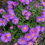 من أسمائها المتداولة: الأستر – زهرة الأستر – أزهار النجمة – أستر الزهور – Aster – Michaelmas Daisy – Star Flower