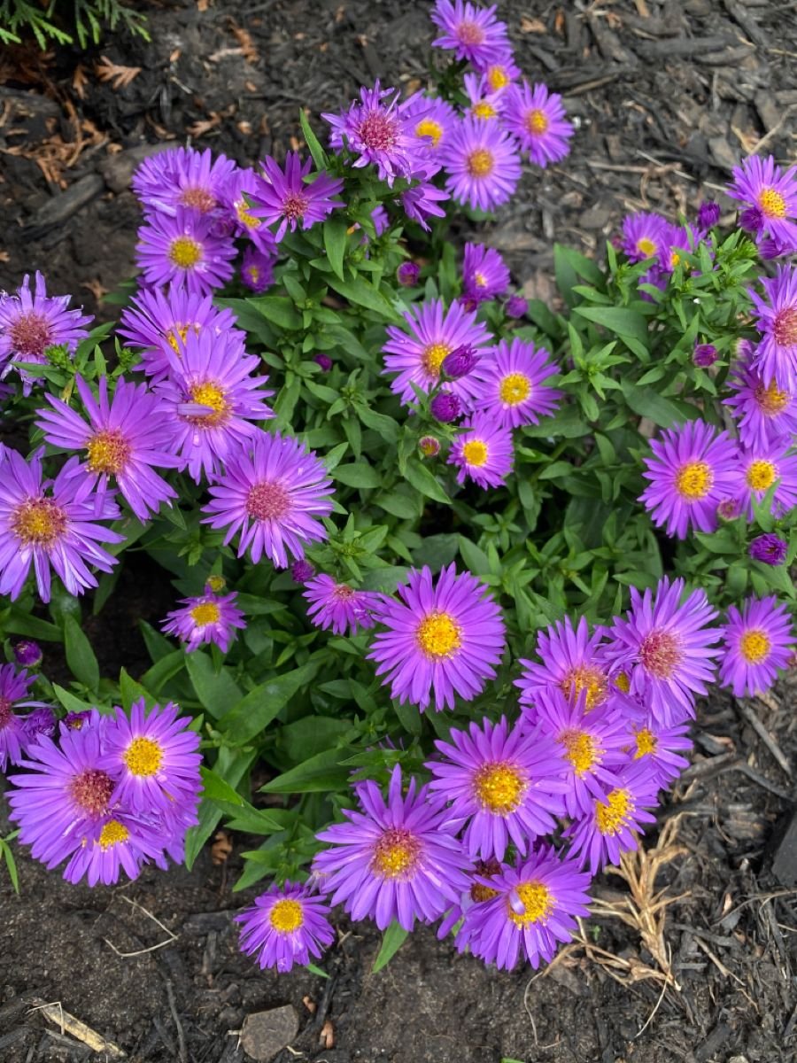 من أسمائها المتداولة: الأستر – زهرة الأستر – أزهار النجمة – أستر الزهور – Aster – Michaelmas Daisy – Star Flower