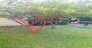 – Red Acacia – Shittim Tree – Shittim Wood – Red Thorn Acacia – Acacia seyalمن أسمائها المتداولة: طلح السيال – السنط السيال – السيال – السنط الأحمر – سيال