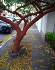 – Red Acacia – Shittim Tree – Shittim Wood – Red Thorn Acacia – Acacia seyalمن أسمائها المتداولة: طلح السيال – السنط السيال – السيال – السنط الأحمر – سيال