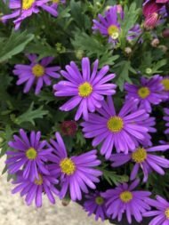 من أسمائها المتداولة: الأستر – زهرة الأستر – أزهار النجمة – أستر الزهور – Aster – Michaelmas Daisy – Star Flower