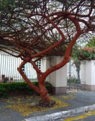 – Red Acacia – Shittim Tree – Shittim Wood – Red Thorn Acacia – Acacia seyalمن أسمائها المتداولة: طلح السيال – السنط السيال – السيال – السنط الأحمر – سيال