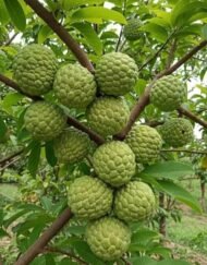 – Sugar Apple – Sweetsop – Custard Appleمن أسمائها المتداولة: القشطة – القشطة السكرية – القشطة البلدي