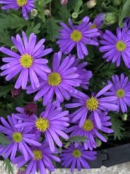 من أسمائها المتداولة: الأستر – زهرة الأستر – أزهار النجمة – أستر الزهور – Aster – Michaelmas Daisy – Star Flower