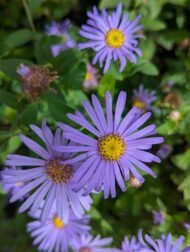 من أسمائها المتداولة: الأستر – زهرة الأستر – أزهار النجمة – أستر الزهور – Aster – Michaelmas Daisy – Star Flower
