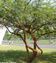 – Red Acacia – Shittim Tree – Shittim Wood – Red Thorn Acacia – Acacia seyalمن أسمائها المتداولة: طلح السيال – السنط السيال – السيال – السنط الأحمر – سيال