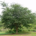 – Manila Tamarind – Madras Thorn – Camachileمن أسمائها المتداولة: لوز هندي – مانيلا تاماريند