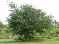 – Manila Tamarind – Madras Thorn – Camachileمن أسمائها المتداولة: لوز هندي – مانيلا تاماريند