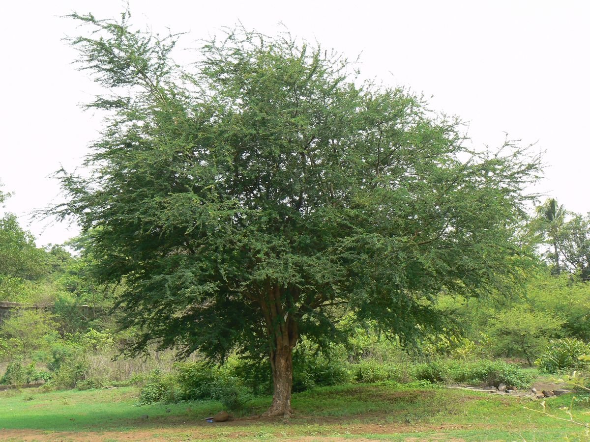 – Manila Tamarind – Madras Thorn – Camachileمن أسمائها المتداولة: لوز هندي – مانيلا تاماريند