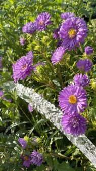 من أسمائها المتداولة: الأستر – زهرة الأستر – أزهار النجمة – أستر الزهور – Aster – Michaelmas Daisy – Star Flower