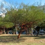 – Red Acacia – Shittim Tree – Shittim Wood – Red Thorn Acacia – Acacia seyalمن أسمائها المتداولة: طلح السيال – السنط السيال – السيال – السنط الأحمر – سيال