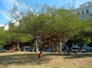 – Red Acacia – Shittim Tree – Shittim Wood – Red Thorn Acacia – Acacia seyalمن أسمائها المتداولة: طلح السيال – السنط السيال – السيال – السنط الأحمر – سيال