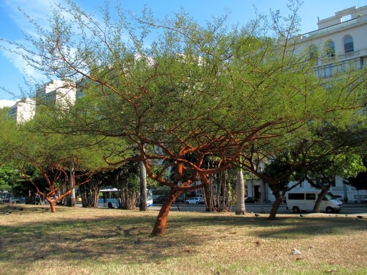 – Red Acacia – Shittim Tree – Shittim Wood – Red Thorn Acacia – Acacia seyalمن أسمائها المتداولة: طلح السيال – السنط السيال – السيال – السنط الأحمر – سيال