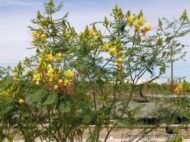 – Yellow Caesalpinia – Bird of Paradise Bush – Yellow Bird of Paradise – Poinciana gilliesii – Caesalpinia gilliesiiمن أسمائها المتداولة : سيسلبينا أصفر – سيسلبينا صفراء – شجرة طائر الجنة – شجيرة طائر الجنة – زهرة الطاووس الأصفر