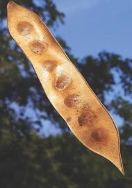 – Siris Tree – Woman’s Tongue Tree – East Indian Walnut – Lebbek Tree – Albizia lebbeckمن أسمائها المتداولة: لبخ ذقن الباشا – اللبخ – لبخ هندي – شجرة اللسان