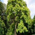 – Arjuna Tree – Arjun Tree – Arjun – Terminalia arjuna -من أسمائها المتداولة : الأرجون – شجرة الأرجون – أرجونا – أرژن