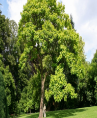 – Arjuna Tree – Arjun Tree – Arjun – Terminalia arjuna -من أسمائها المتداولة : الأرجون – شجرة الأرجون – أرجونا – أرژن