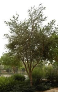 – Manila Tamarind – Madras Thorn – Camachileمن أسمائها المتداولة: لوز هندي – مانيلا تاماريند