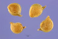 من أسمائها المتداولة: الراننكولس الحاد – الحوذان الحاد – الحوذان المر – Meadow Buttercup – Tall Buttercup – Common Buttercup