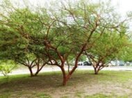 – Red Acacia – Shittim Tree – Shittim Wood – Red Thorn Acacia – Acacia seyalمن أسمائها المتداولة: طلح السيال – السنط السيال – السيال – السنط الأحمر – سيال