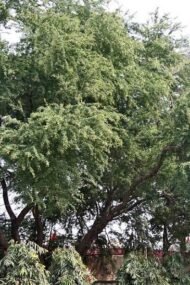 – Manila Tamarind – Madras Thorn – Camachileمن أسمائها المتداولة: لوز هندي – مانيلا تاماريند