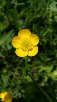 من أسمائها المتداولة: الراننكولس الحاد – الحوذان الحاد – الحوذان المر – Meadow Buttercup – Tall Buttercup – Common Buttercup