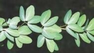 – Manila Tamarind – Madras Thorn – Camachileمن أسمائها المتداولة: لوز هندي – مانيلا تاماريند